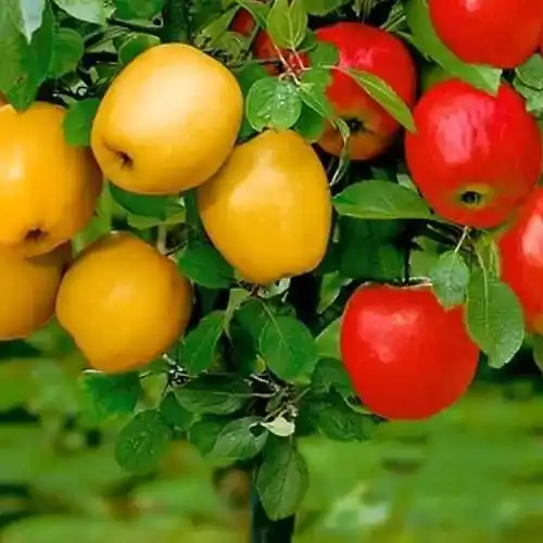 Fruktträdplantskola i Puławy
