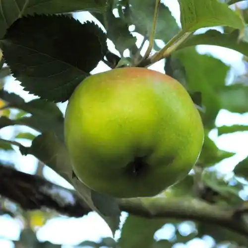 Gamla fruktträdssorter